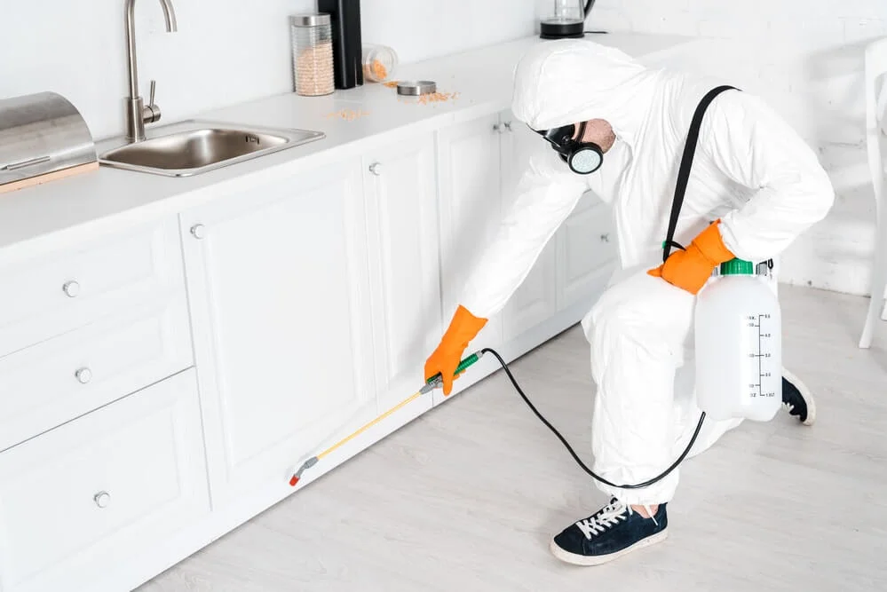 furniture pest control 2 (1) (6) Furniture Pest Control
